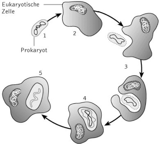Entstehung des Mitochondriums
