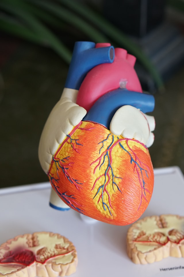 Bild eines Herz-Modells - wie Sie ihr Herz gesund halten